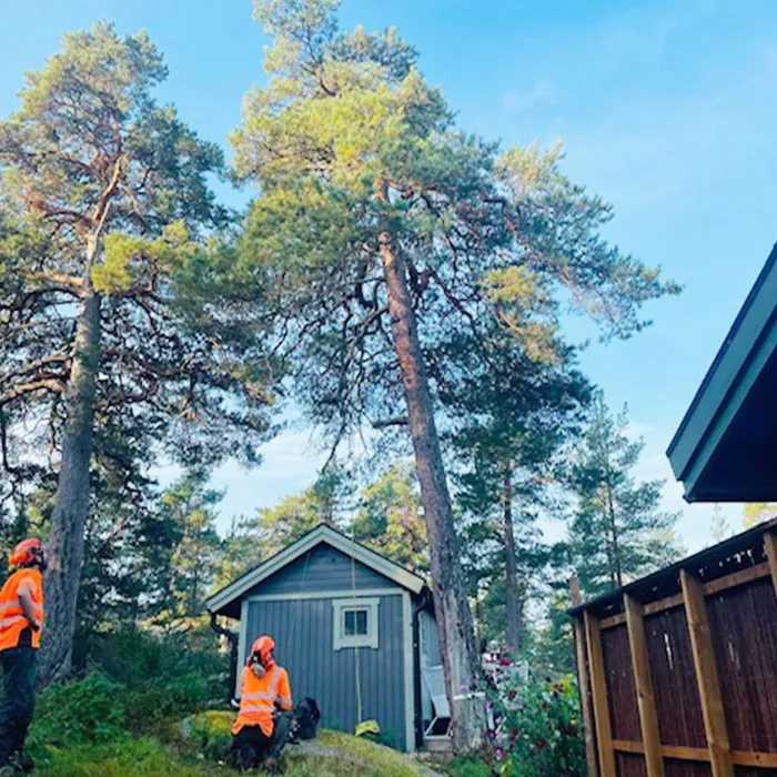Trädfällning på tomt