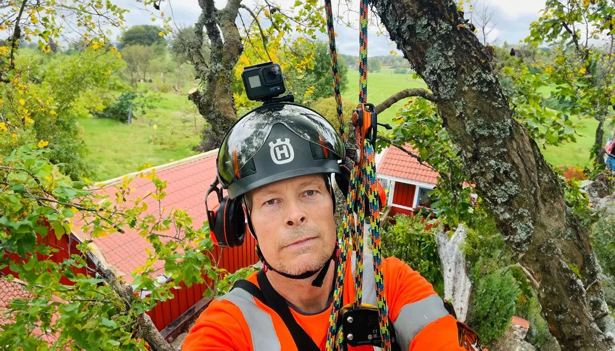 Arborist arbetar säkert i ett stort träd